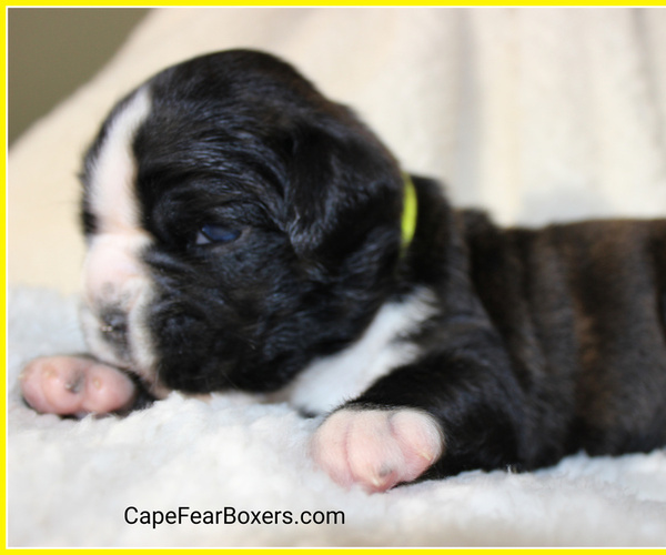 Medium Photo #7 Boxer Puppy For Sale in WILMINGTON, NC, USA