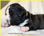 Small Photo #7 Boxer Puppy For Sale in WILMINGTON, NC, USA