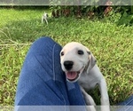 Small Photo #9 Dalmatian Puppy For Sale in MERRITT IS, FL, USA
