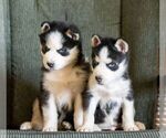 Small #1 Siberian Husky