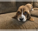 Small Photo #2 Basset Hound Puppy For Sale in MUNCIE, IN, USA