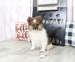 Pomeranian Puppy for sale in MARIETTA, GA, USA