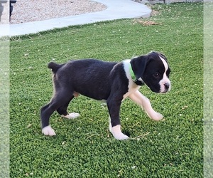 Boxer Puppy for sale in LUCERNE VALLEY, CA, USA