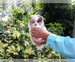 Small Photo #20 Pomeranian Puppy For Sale in WEST PALM BEACH, FL, USA