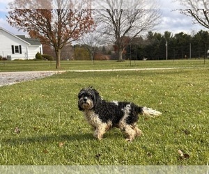 Mother of the Cockapoo puppies born on 03/19/2025