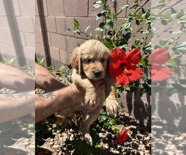 Medium Photo #3 Golden Retriever Puppy For Sale in PEORIA, AZ, USA