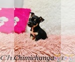 Small Photo #3 Chihuahua Puppy For Sale in COOKEVILLE, TN, USA