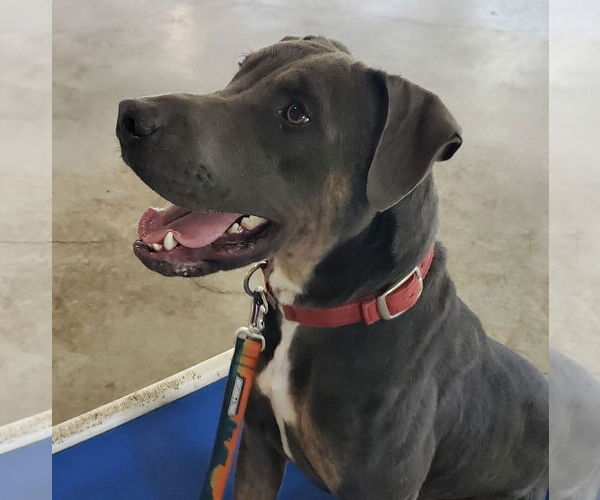 Medium Photo #6 Blue Lacy-Labrador Retriever Mix Puppy For Sale in HOUSTON, TX, USA