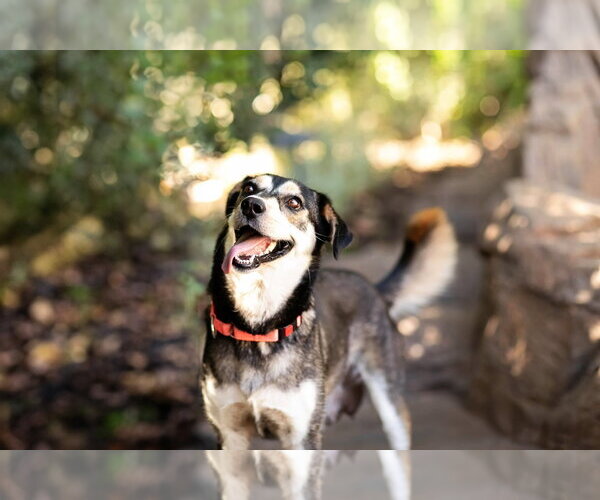 Medium Photo #5 Mutt Puppy For Sale in San Diego, CA, USA