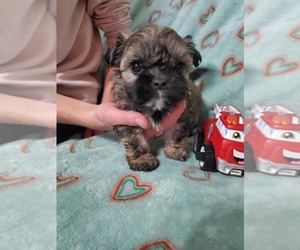 Shih Tzu Puppy for sale in SPENCER, IN, USA