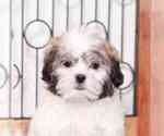 Small #1 Mal-Shi