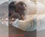 Small Photo #11 Beagle Puppy For Sale in CENTRALIA, WA, USA