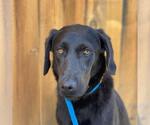 Small #3 Labrador Retriever Mix