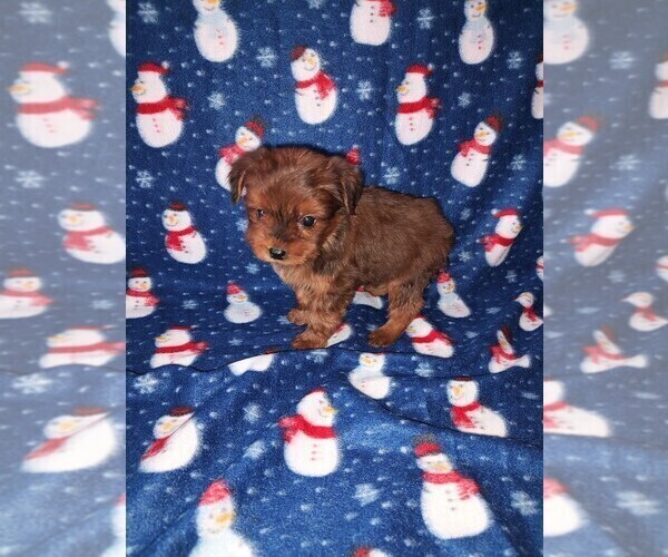 Medium Photo #2 YorkiePoo Puppy For Sale in LAPEER, MI, USA