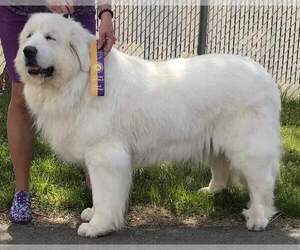 Mother of the Great Pyrenees puppies born on 11/25/2019