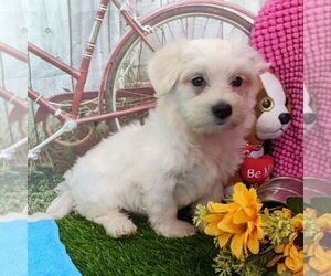 Maltipoo-Poodle (Miniature) Mix Puppy for sale in ARTHUR, IL, USA