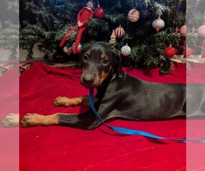 Doberman Pinscher Puppy for sale in GRASS VALLEY, CA, USA