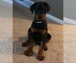 Small Photo #40 Doberman Pinscher Puppy For Sale in FORT LAUDERDALE, FL, USA