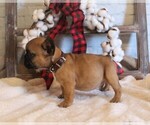 Small Photo #2 French Bulldog Puppy For Sale in AUSTIN, CO, USA