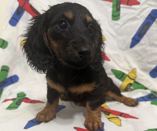 Medium Photo #2 Dachshund Puppy For Sale in LUMBERTON, NC, USA