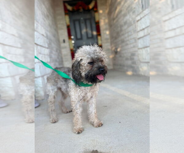 Medium Photo #3 Poodle (Miniature)-Unknown Mix Puppy For Sale in Dallas, TX, USA