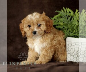 Cavapoo Puppy for sale in BIRD IN HAND, PA, USA