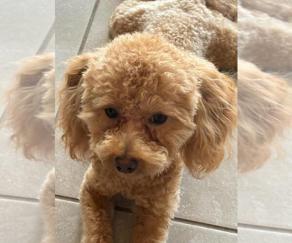 Medium Photo #1 Maltipoo-Poodle (Toy) Mix Puppy For Sale in MARICOPA, AZ, USA
