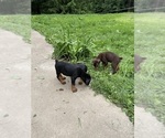 Small #5 Doberman Pinscher