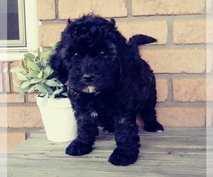 Miniature Labradoodle Puppy for sale in FREDERICKSBG, OH, USA