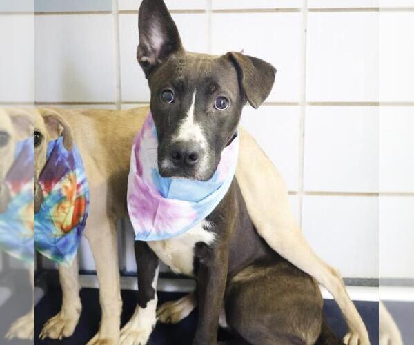 Medium Photo #1 American Staffordshire Terrier-Unknown Mix Puppy For Sale in San Antonio, TX, USA