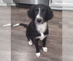 Small Border Collie Mix