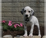 Small Photo #1 Dalmatian Puppy For Sale in FREDERICKSBURG, OH, USA