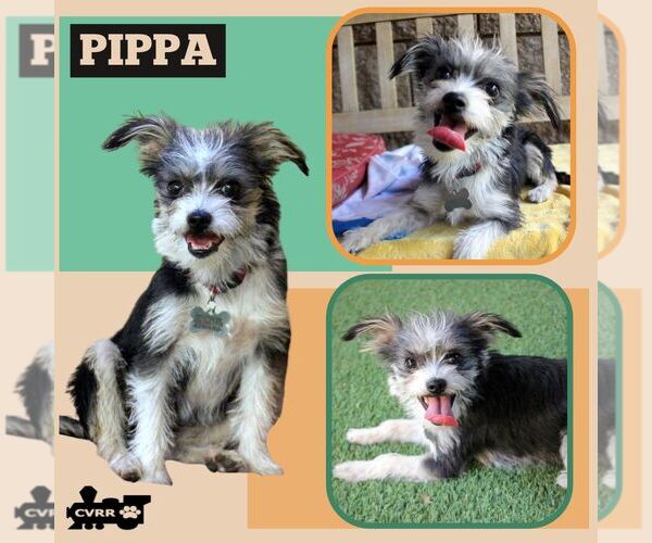 Medium Photo #1 Mutt Puppy For Sale in Lindsay, CA, USA