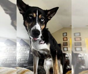 German Shepherd Dog-Siberian Husky Mix Dogs for adoption in Ogden, UT, USA