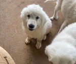 Small #1 Great Pyrenees