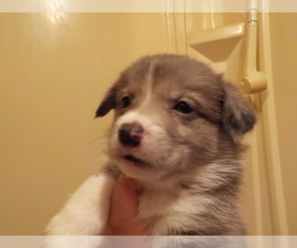 Medium Photo #13 Australian Shepherd-Pembroke Welsh Corgi Mix Puppy For Sale in GALLEGOS, NM, USA