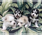 Small Photo #8 Pomsky Puppy For Sale in WINDERMERE, FL, USA