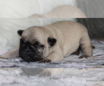 Small Photo #52 Pug Puppy For Sale in WINNSBORO, TX, USA