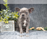Small Photo #4 Faux Frenchbo Bulldog-French Bulldog Mix Puppy For Sale in NEW CONCORD, OH, USA