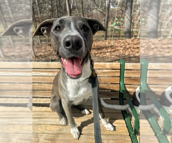 Medium Photo #38 American Pit Bull Terrier-Unknown Mix Puppy For Sale in Rockaway, NJ, USA