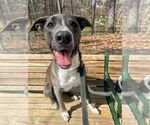 Small #37 American Pit Bull Terrier Mix