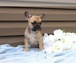 Small Photo #18 French Bulldog Puppy For Sale in LIBERTY, KY, USA
