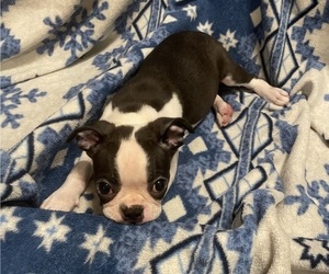 Boston Terrier Puppy for sale in LAKEWOOD, CA, USA