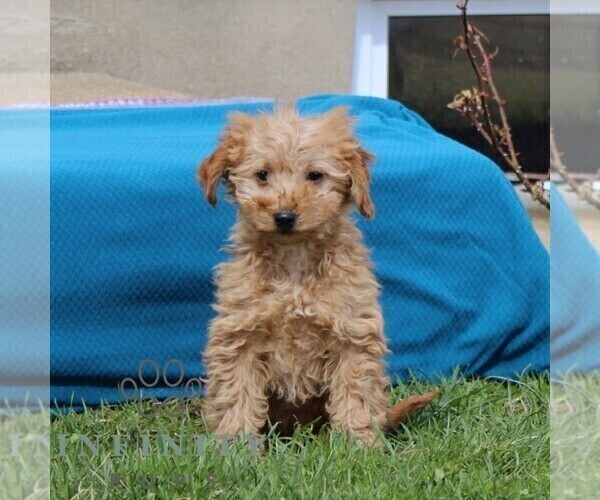 Medium Photo #2 Goldendoodle (Miniature) Puppy For Sale in AIRVILLE, PA, USA