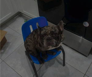 Mother of the French Bulldog puppies born on 02/15/2026