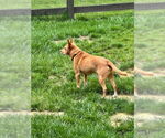 Small #3 Carolina Dog Mix