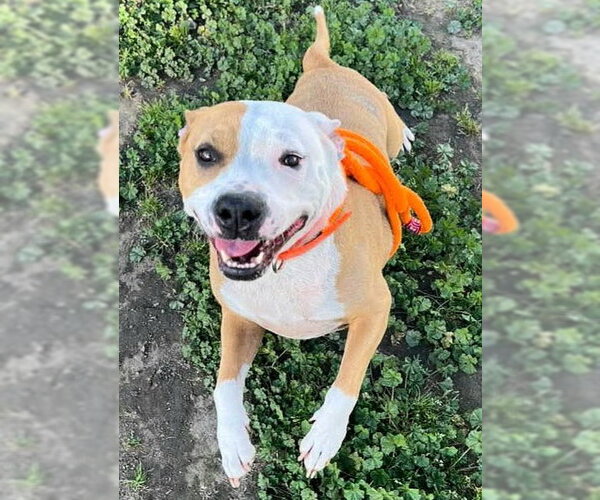 Medium Photo #1 Mutt Puppy For Sale in Sacramento, CA, USA