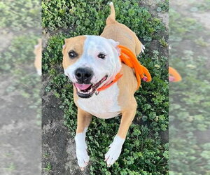 Mutt Dogs for adoption in Sacramento, CA, USA