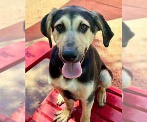 Doberman Pinscher-German Shepherd Dog Mix Dogs for adoption in Sacramento, CA, USA