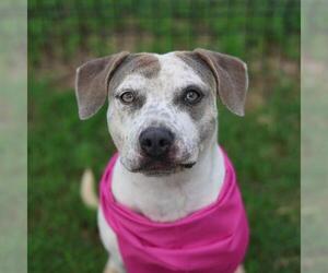 Staffordshire Bull Terrier-Unknown Mix Dogs for adoption in San Antonio, TX, USA